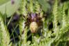 48171 – Photo : henri maleysson – France (15)