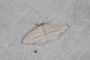 48475 – Photo : Samuel DUCEPT – France (85)