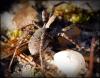 48784 – Photo : frodon – France (33)