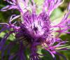 48619 – Photo : E. SERRES – Suisse