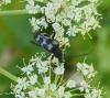 48464 – Photo : E. SERRES – France (74)
