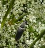 48461 – Photo : E. SERRES – France (74)