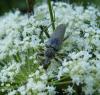 48462 – Photo : E. SERRES – France (74)