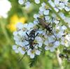 48466 – Photo : E. SERRES – France (74)
