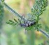 48467 – Photo : E. SERRES – France (74)