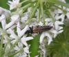 48455 – Photo : E. SERRES – France (73)