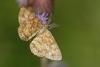 48901 – Photo : Marc Solari – France (68)