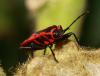 Pyrrhocoris apterus