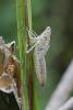 48809 – Photo : Marc Solari – France (68)