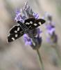 48601 – Photo : Marc Solari – Espagne