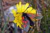 48144 – Photo : FRUND Christian – France (73)