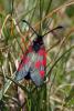 48145 – Photo : FRUND Christian – France (73)