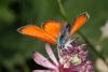 48119 – Photo : FRUND Christian – France (73)