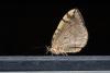 48631 – Photo : FRUND Christian – France (73)