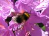 48028 – Photo : Druet Nicole – Belgique