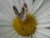 48368 – Photo : Druet Nicole – Belgique