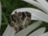 48369 – Photo : Druet Nicole – Belgique