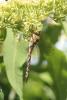 48103 – Photo : Frederic Le Touze – France (76)