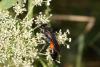 48124 – Photo : eudemis – France (33)
