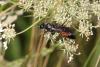 48126 – Photo : eudemis – France (33)
