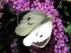 48499 – Photo : Druet Nicole – Belgique