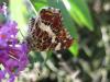 48029 – Photo : Druet Nicole – Belgique