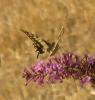48101 – Photo : Druet Nicole – Belgique
