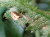48540 – Photo : Druet Nicole – Belgique