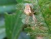 48541 – Photo : Druet Nicole – Belgique