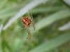 48527 – Photo : Druet Nicole – Belgique