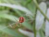 48528 – Photo : Druet Nicole – Belgique