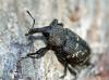 48813 – Photo : patrick derennes – France (78)