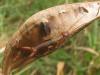 48284 – Photo : Arp – Pays-Bas