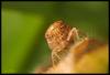 48149 – Photo : Jean-Philippe Sanquer – France (29)