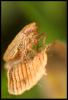 48100 – Photo : Jean-Philippe Sanquer – France (29)