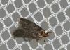 48977 – Photo : Jean-Laurent HENTZ – France (00)