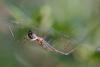 48878 – Photo : Marc Solari – France (68)