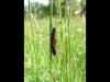 48741 – Photo : Myrmica – France (35)