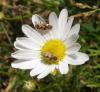 48366 – Photo : V. Czachka – France (55)