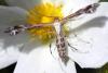 48559 – Photo : Vincent Derreumaux – France (83)