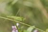 48312 – Photo : Marc Solari – France (68)