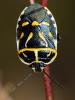 48439 – Photo : Vincent Derreumaux – France (07)