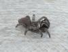 Atypus sp.