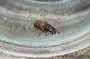 Platydracus stercorarius