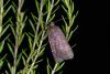 48845 – Photo : Samuel DUCEPT – France (86)