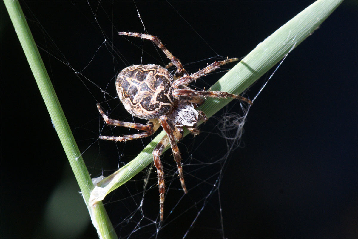 henri maleysson - Larinioides sclopetarius - réf. 48221 (1200 x 800 pixels, 134 ko)
