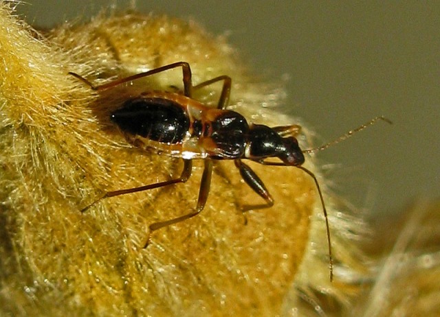 Normand Mlaure - Himacerus (Aptus) mirmicoides - réf. 48000 (640 x 462 pixels, 93 ko)