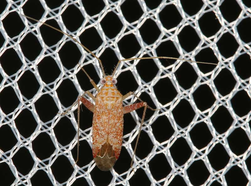 Jean-Laurent HENTZ - Phytocoris (Stictophytocoris) meridionalis - réf. 48733 (800 x 593 pixels, 70 ko)