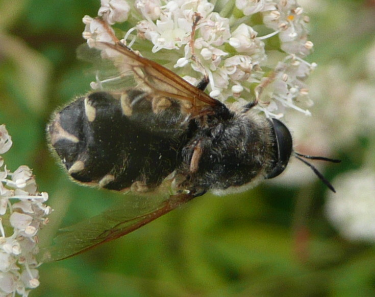 Sebastien Maillier - Stratiomys sp. - réf. 48181 (735 x 581 pixels, 120 ko)