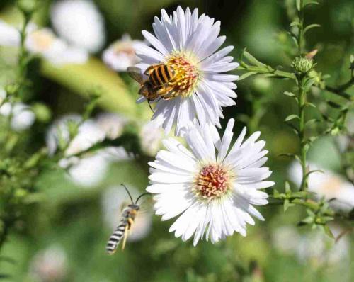 Halictus scabiosae